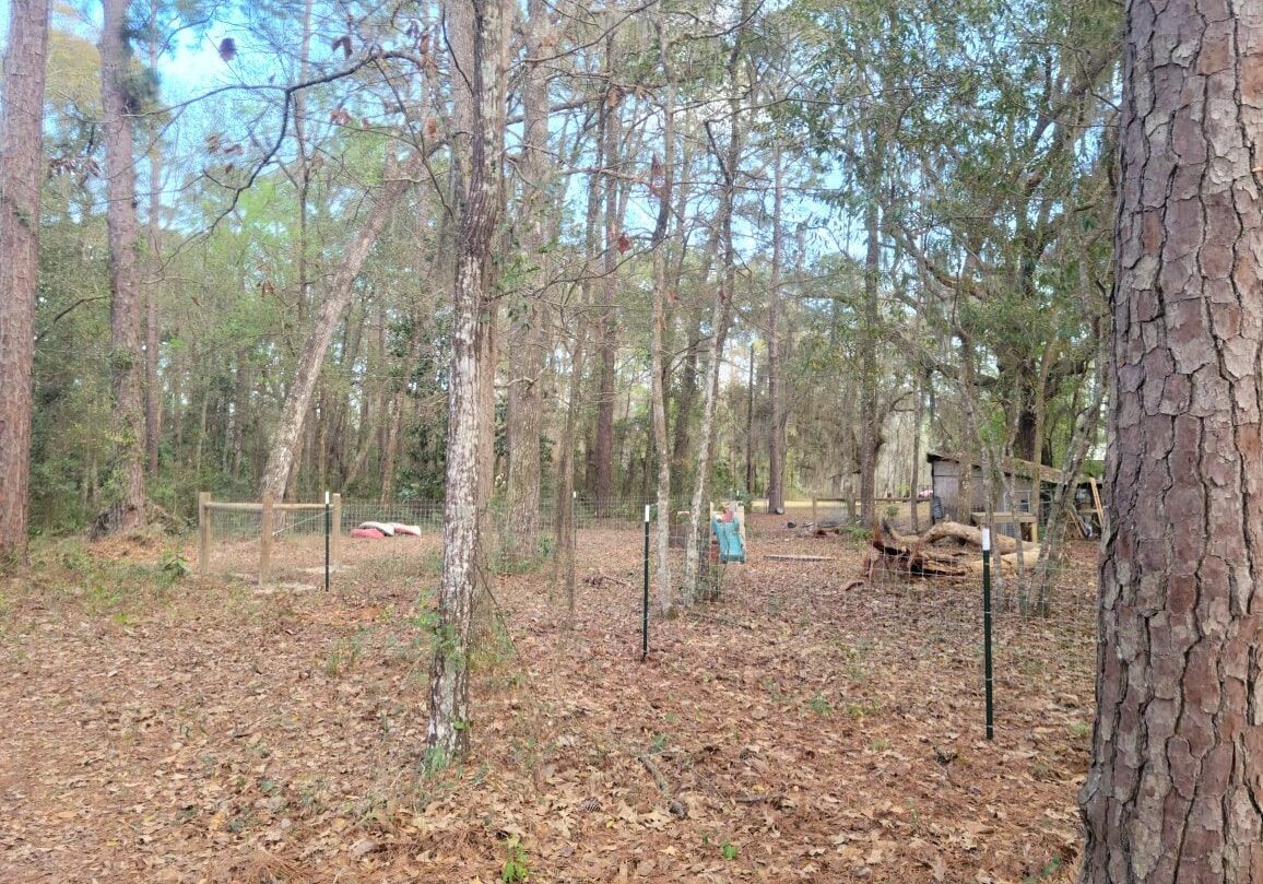 A view of trees and some grass in the woods.