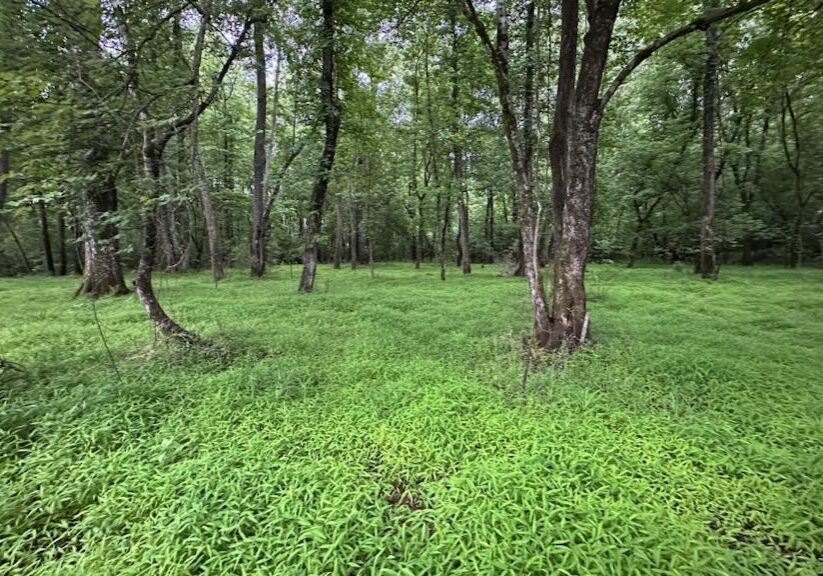 A field with trees and grass in the middle of it