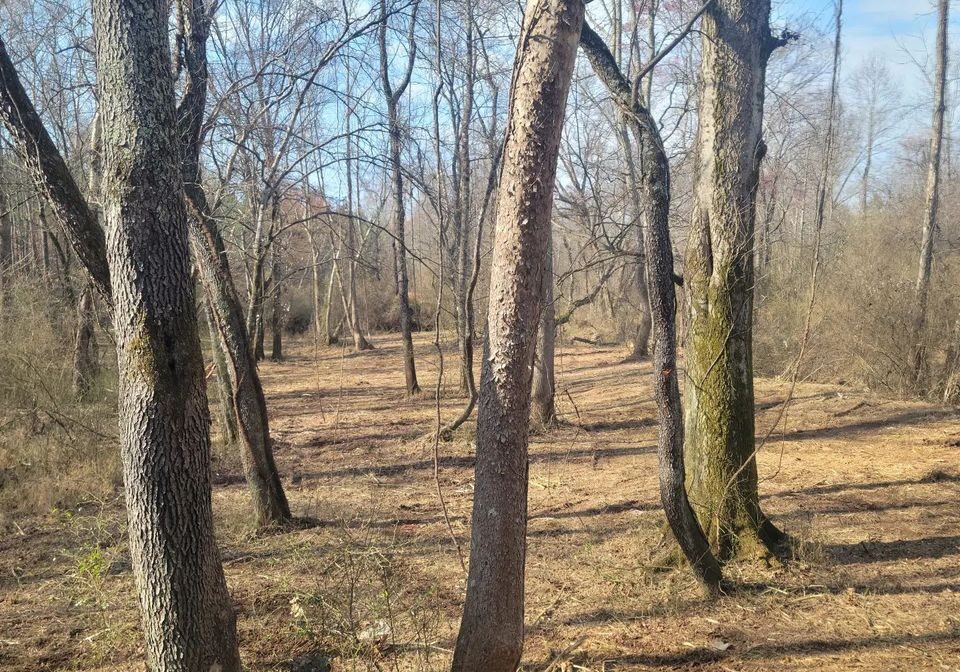 A forest with many trees and some grass