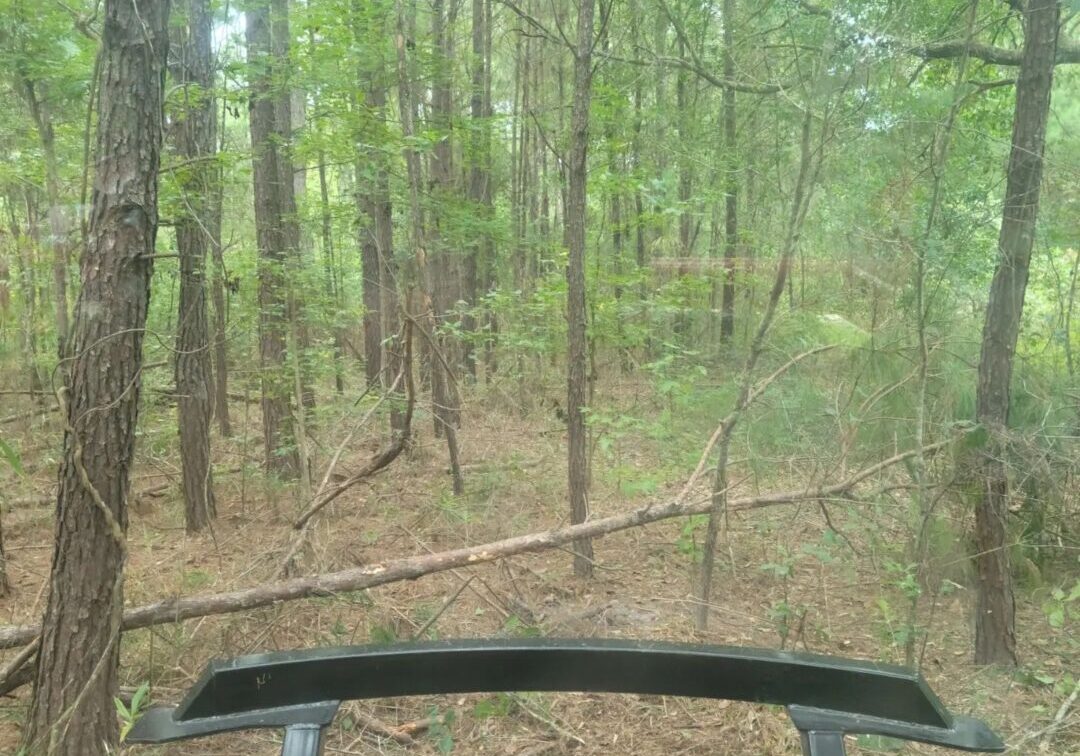 A view of trees from behind the windshield.
